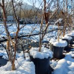 Breza himalájska (Betula utilis) ‘DOORENBOS’ - výška 190-220 cm, kont. C10L - VIACKMENNÁ